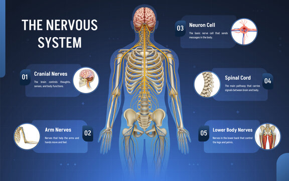 Central Nervous System Educational Diagram