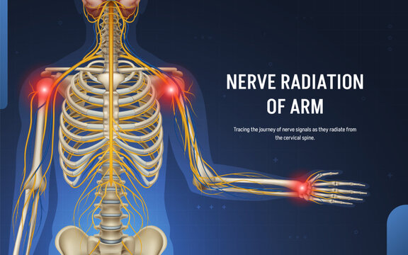 Peripheral Arm Nerve Anatomy Banner