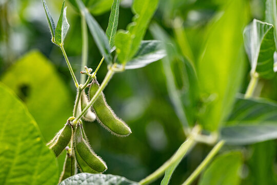 Soybean pods growing in a vibrant green agricultural field