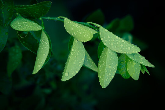 Raindrops on green citrus orange leaf texture, Botanical nature with fresh morning dew drops and dark background.