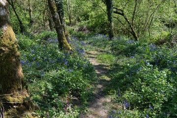 peaceful wooded bluebell glade © Keith