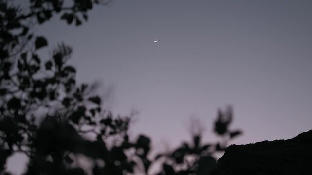 silhouette of a tree