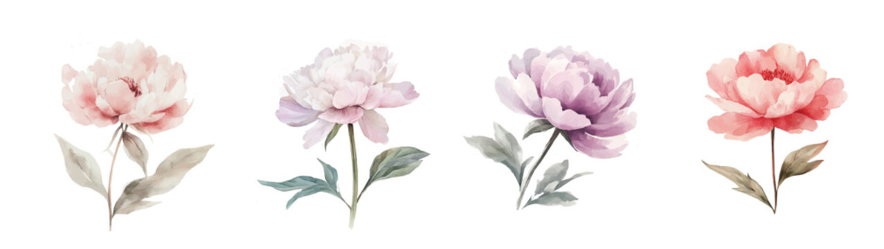 Simple design, Beautiful peony flower set painting design. Hand-painted style, vectorized, vector set available in EPS Simple Hand-painted watercolor style. Hand-painted watercolor style, vectorized