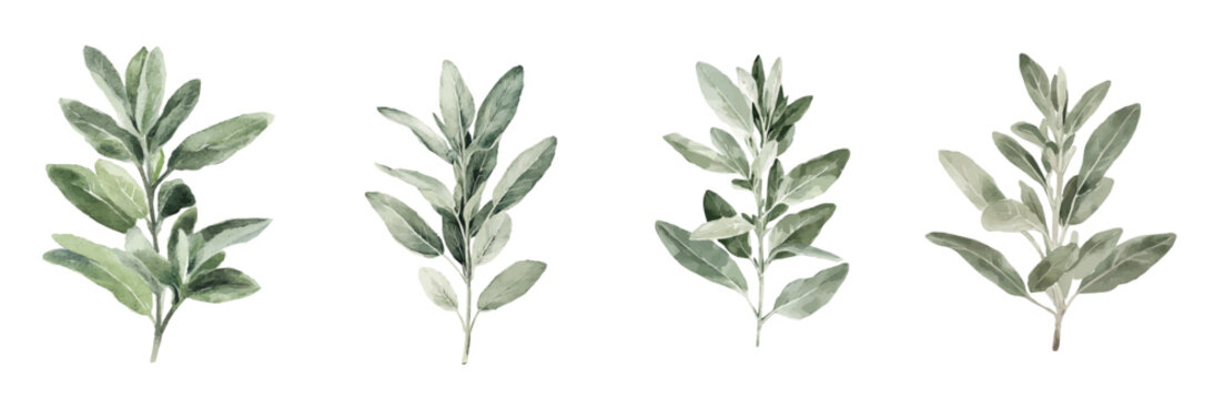 Design of sage plant painting design set, Hand-painted style, vectorized, vector set available in EPS, Simple Hand-painted watercolor style, vector set available in EPS, Simple Hand-painted 