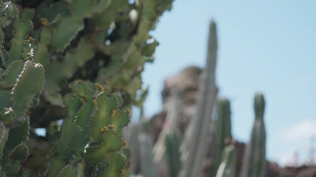 prickly pear cactus