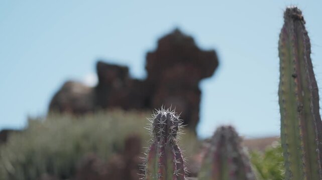 saguaro cactus in arizona