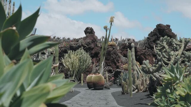 cactus in the desert