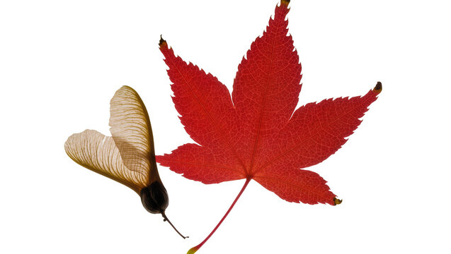 Vibrant red maple leaf and delicate samara seed isolated on transparent background