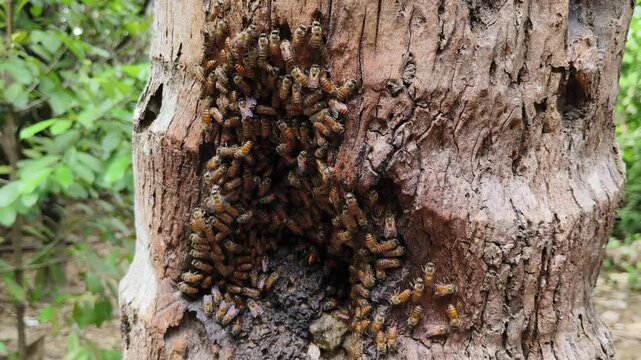Swarm of wild honey bee colony, nest or hive inside tree trunk cavitie hole. Closeup of honeybee nesting or beehive in natural habitat. Bees conservation, apiculture, apis and wildlife concept.