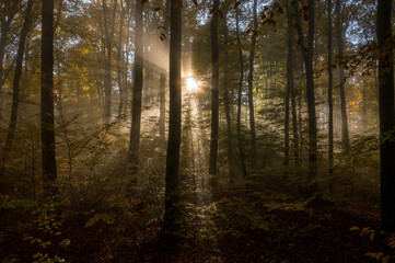 Fototapeta premium Odenwald on a foggy Morning