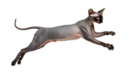 Sphynx cat in mid-air jump, isolated on transparent background © Finn