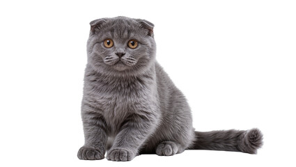 Fluffy grey Scottish Fold cat with folded ears sitting, isolated on transparent background © Finn