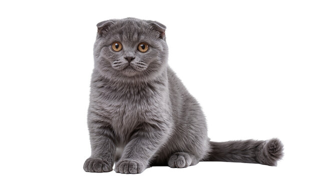 Fluffy grey Scottish Fold cat with folded ears sitting, isolated on transparent background