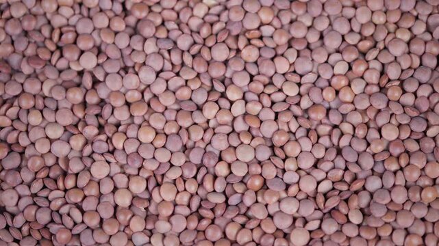 Closeup of raw brown pulses. Macro shot of dense brown lentil cluster. Extreme closeup view showcasing intricate textures of organic raw brown lentils for packaging