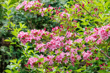 Obraz premium Beautiful pink flowers of weigela florida blooming in the garden.