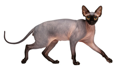 Sphynx cat with wrinkled skin and large ears, isolated on transparent background © Finn