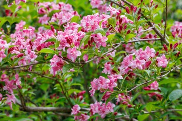 Obraz premium Beautiful pink flowers of weigela florida blooming in the garden.