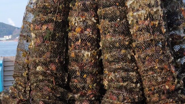 Fishing nets filled with shellfish on a boat