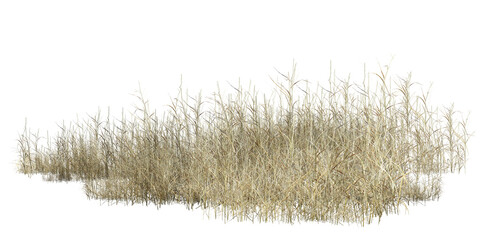 grass isolated on white/High-resolution isolated dry grass clump on white background for architectural visualization and landscape design. © Saharattaphum