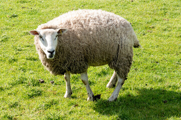 Fototapeta premium Sheep standing in green pasture looking at camera