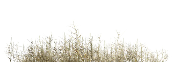 grass isolated on white background/Isolated dry grass foreground on a transparent background, high-resolution PNG element for architectural visualization and digital compositing. © Saharattaphum