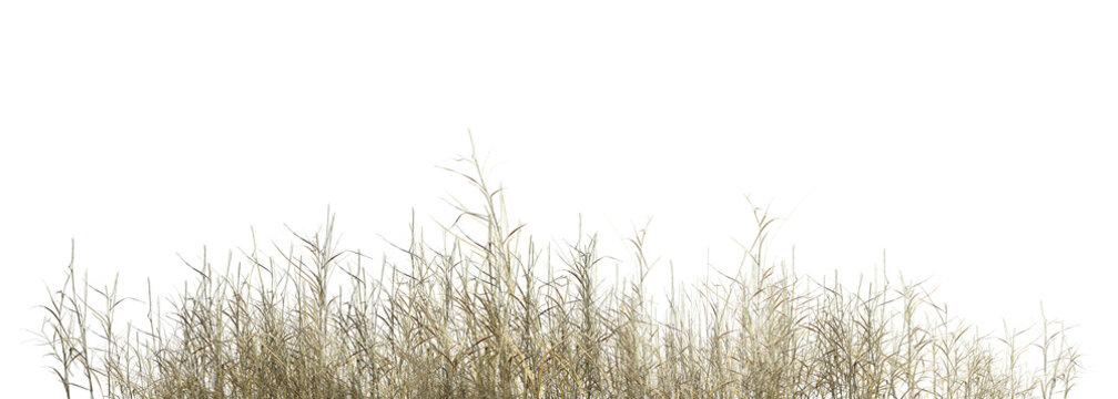 grass isolated on white background/Isolated dry grass foreground on a transparent background, high-resolution PNG element for architectural visualization and digital compositing.