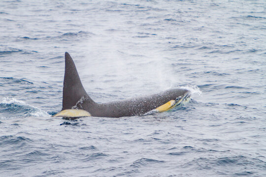 Adult male killer whale surfaces in the Drake Passage near Antarctica during feeding activity