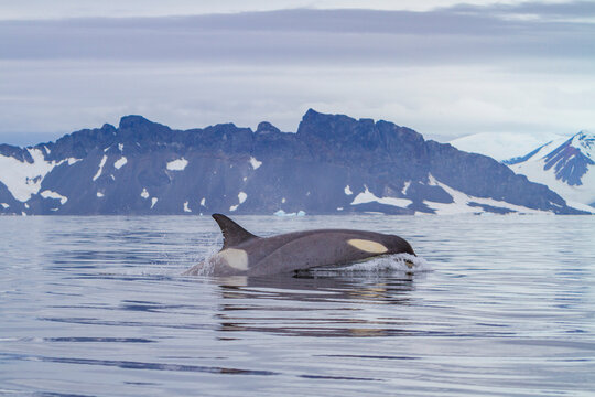 Pod of Type B killer whales swimming near Antarctic Peninsula