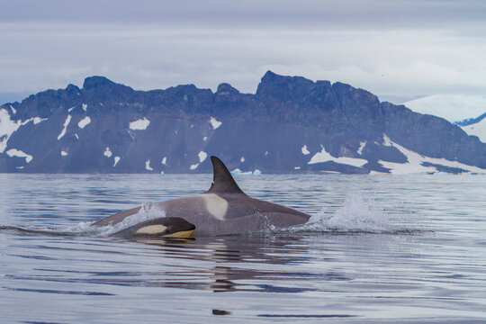 Pod of Type B killer whales, Orcinus orca, swims in icy waters near the Antarctic Peninsula