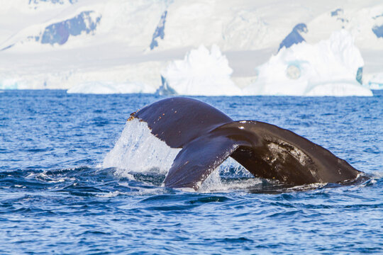 Humpback whale flukes up during dive near Antarctic Peninsula in the cold waters of Antarctica while icebergs are in the background