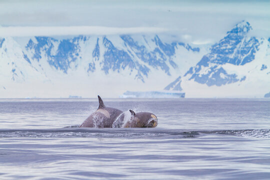 Pod of Type B killer whales swimming near the Antarctic Peninsula in Antarctica