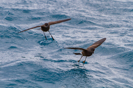 Wilsons storm petrels feed on the surface of the water near Elephant Island in Antarctica during their natural feeding behavior