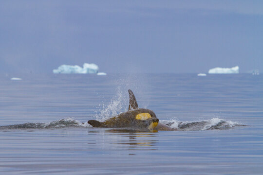 Group of Type B killer whales swimming near icebergs in Antarctica