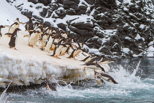 Adlie penguins leap off ice into sea to find food near Paulet Island in Antarctica during the feeding season