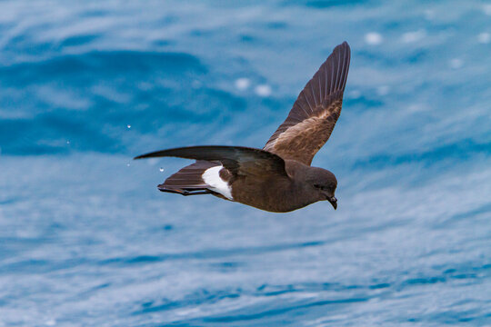 Wilsons storm petrels gather food at the ocean surface in Antarctica near Elephant Island