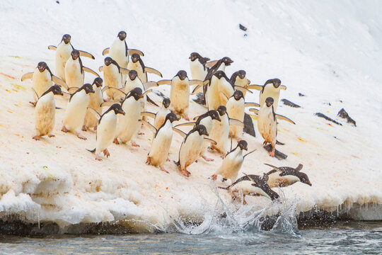 Adlie penguins jump off ice to return to sea for feeding in Antarctica at Paulet Island
