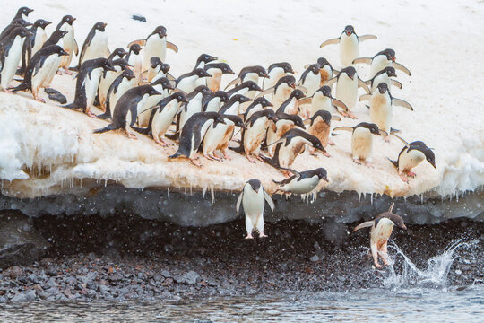 Adlie penguins leap off ice to enter water for feeding on Paulet Island in Antarctica