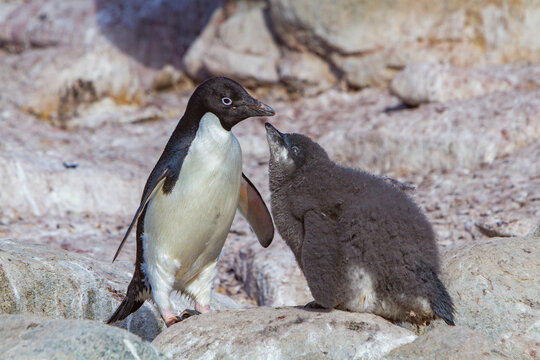 Adlie penguin parent cares for chick at red rock ridge in Antarctica during a sunny day