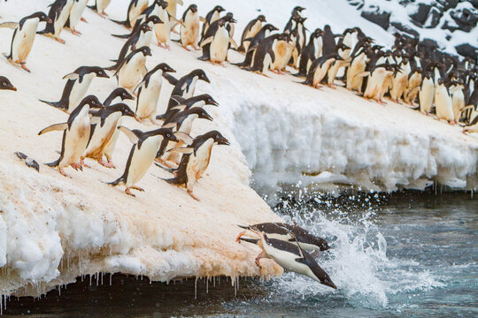 Adlie penguins leap off ice to return to sea for feeding on Paulet Island in Antarctica during the summer season