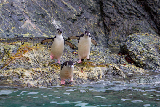 Chinstrap penguins leap into the ocean from rocky shores in their natural habitat in Antarctica