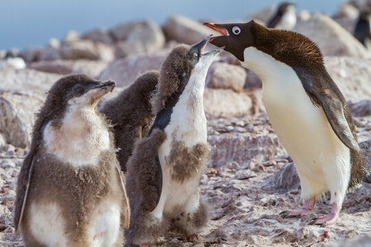 Adlie penguin parent feeding chick at red rock ridge in Antarctica during breeding season