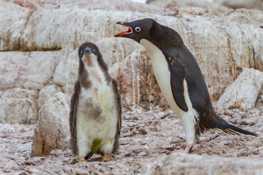 Adlie penguin parent interacts with chick at red rock ridge in Antarctica