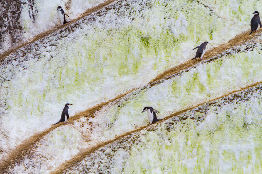 Chinstrap penguins traverse ice pathways in the South Orkneys during their seasonal activities