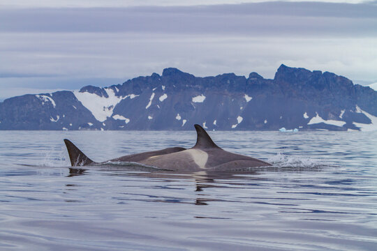 Type B killer whales swim in water near Antarctica