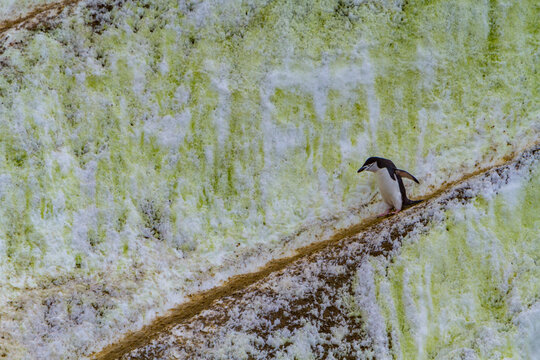 Chinstrap penguin navigating penguin highways in icy terrain in Antarctica