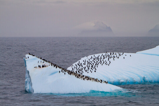 Chinstrap penguins gather on a large iceberg in Antarctica during the Southern Ocean winter season