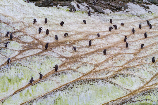 Chinstrap penguins navigating ice paths in South Orkneys, Antarctica during their daily activities