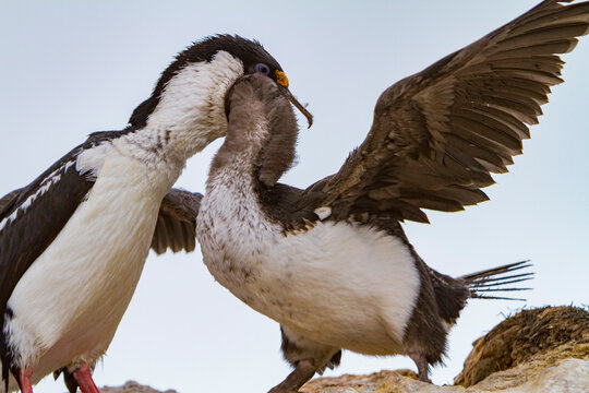 Adult Antarctic shag feeds chick on Weinke Island in Antarctica during the Southern Ocean season