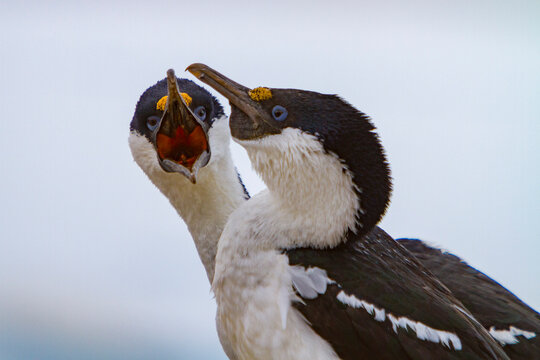 Pair of Antarctic shags showing mutual preening behavior on Weinke Island in Antarctica during daylight hours