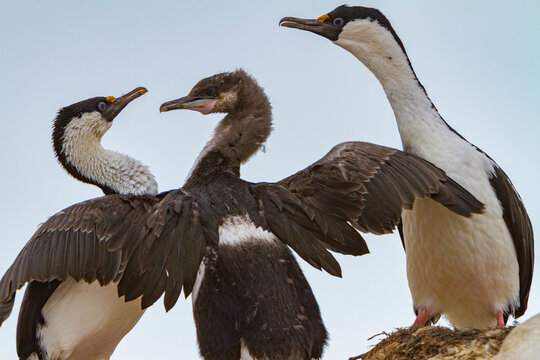 Antarctic shags feed chick on Weinke Island in the Southern Ocean, showcasing parental care in extreme conditions